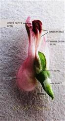  Flower-See small white sepal and lower white bract
